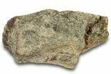 Dinosaur (Triceratops) Bone Section - Montana #300465-1
